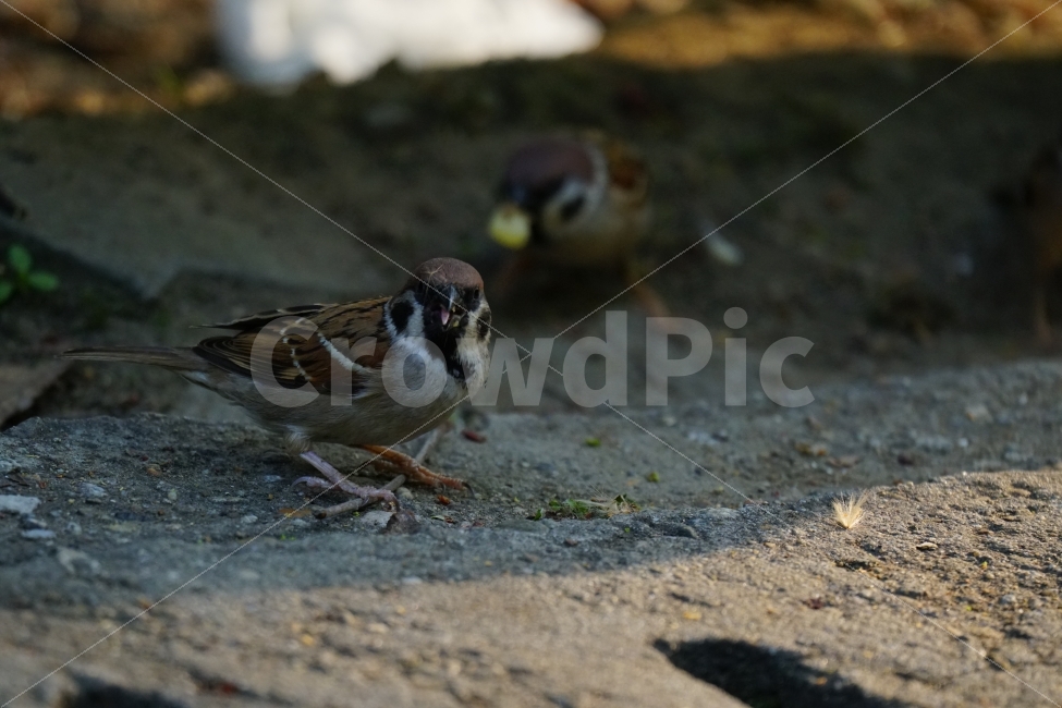 참새,조류,동물,공원,식물,나무,잎사귀,자연,bird,animal,nature,귀여운,귀엽다,lovely,cute,큐티,pretty,감성,감성사진,힐링,힐링사진,동물,animal,조류,새,birds