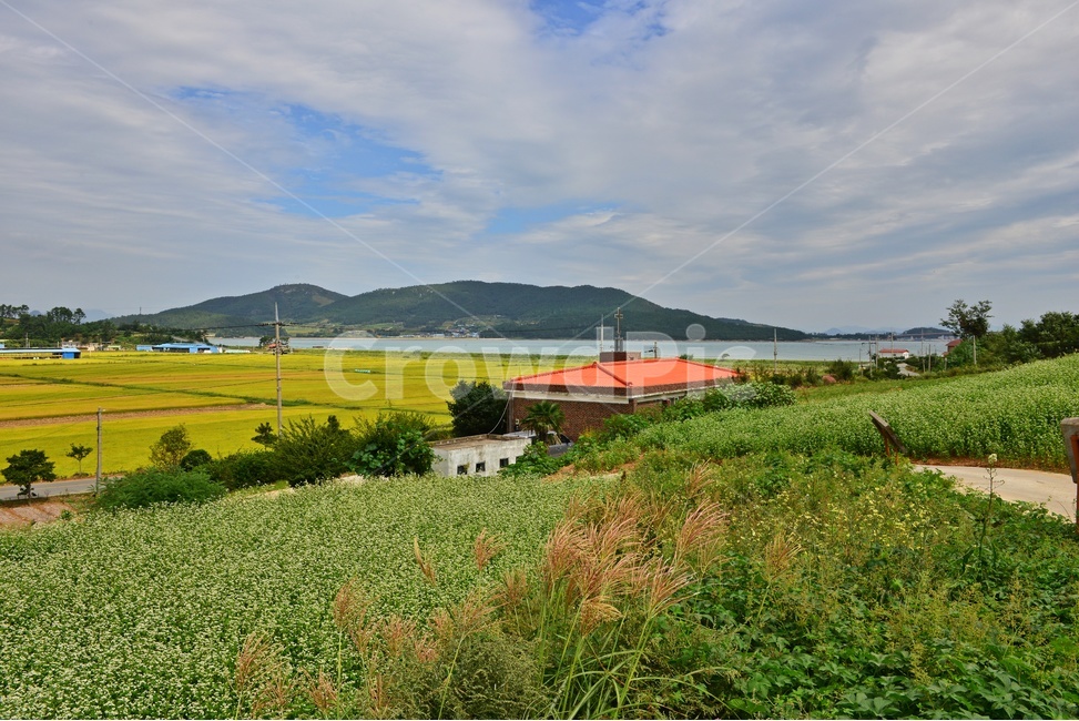 nature,자연,plant,outdoors,옥외,blossom,flower,꽃,field,들,grassland,rural,농촌,farm,농장,meadow,목초지,장흥,선학동마을,메밀곷축제,논,농업,농사,농경,경작,바다,하늘,구름