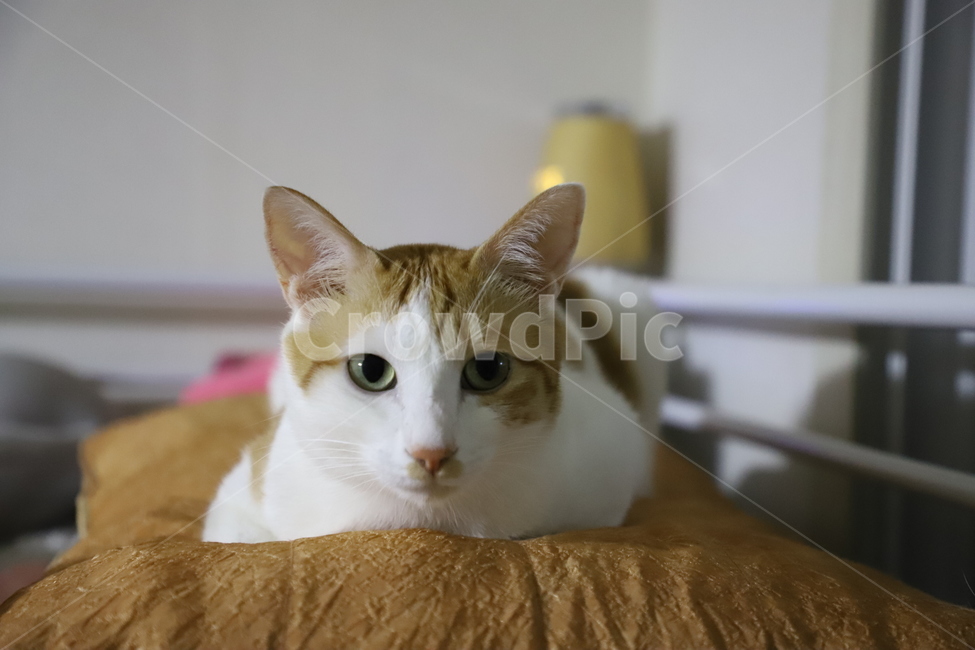 고양이,애완동물,반려동물,쇼콧,동물