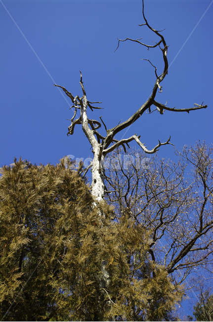 나뭇가지,나무,겨울,하늘,식물,식물,자연,plants,nature,나무,trees,wood