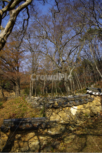 겨울,나무,식물,plant,숲,가을,계절,fall,autumn,season,한국전통,한국문화,korean traditional,korean culture,tree,tree trunk,나무 줄기