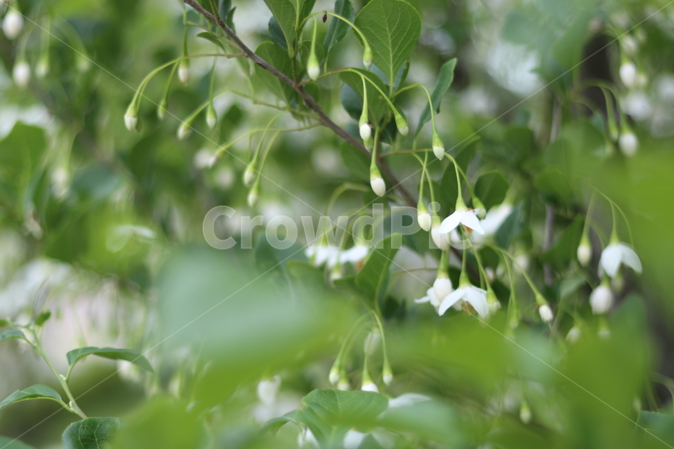 때죽나무꽃,흰색,꽃봉오리,봄,낮,봄,계절,spring,season,식물,자연,plants,nature,꽃,flower,plant,leaf,잎,tree,나무