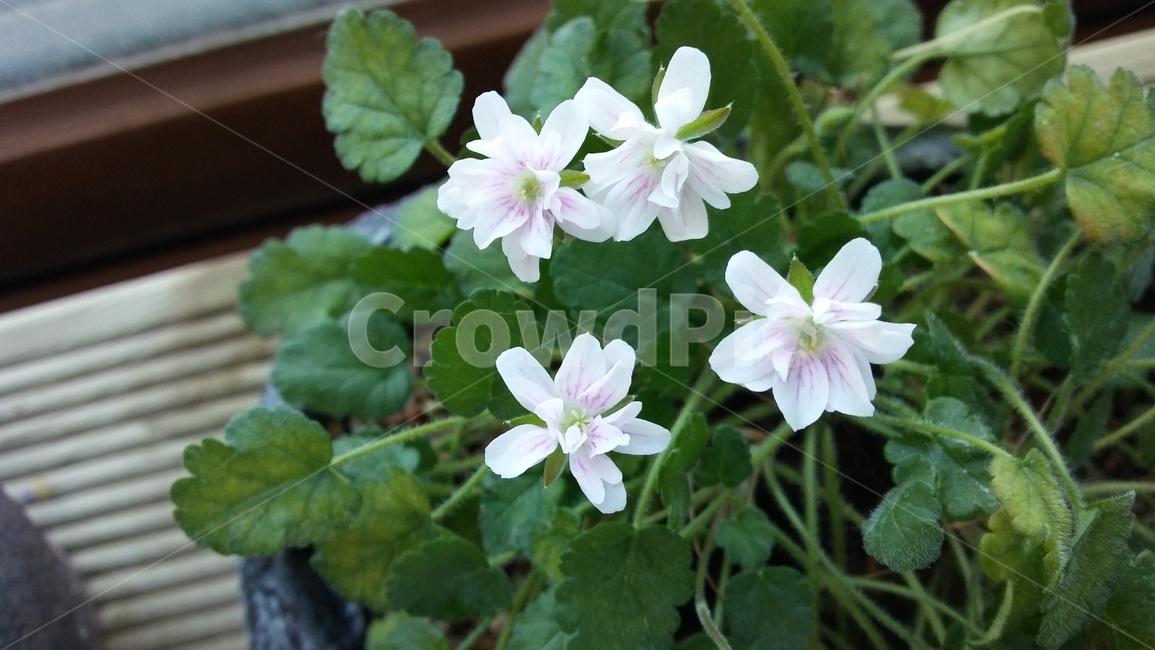 blossom,꽃,식물,하얀색,초록잎
