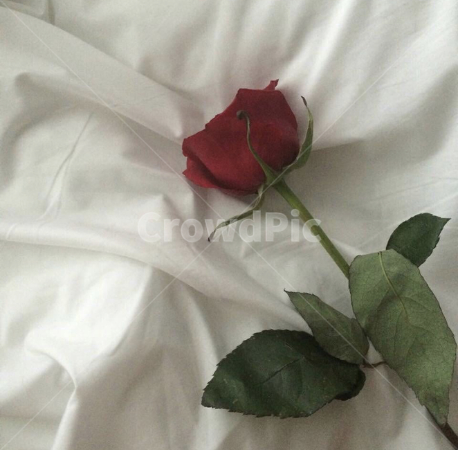 장미,꽃,식물,소품,인테리어,로즈,꽃,flower
