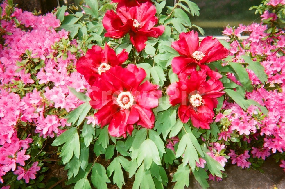 꽃,식물,자연,빨강,레드,plant,flower,red,redflower,식물,자연,plants,nature,꽃,flower