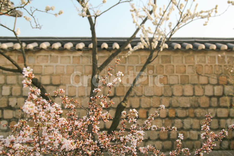 벚꽃,풍경,자연,경복궁,봄,봄,계절,spring,season,한국전통,한국문화,korean traditional,korean culture,식물,자연,plants,nature,꽃,flower,감성,sensible,feeling,blossom,cherry blossom,plant