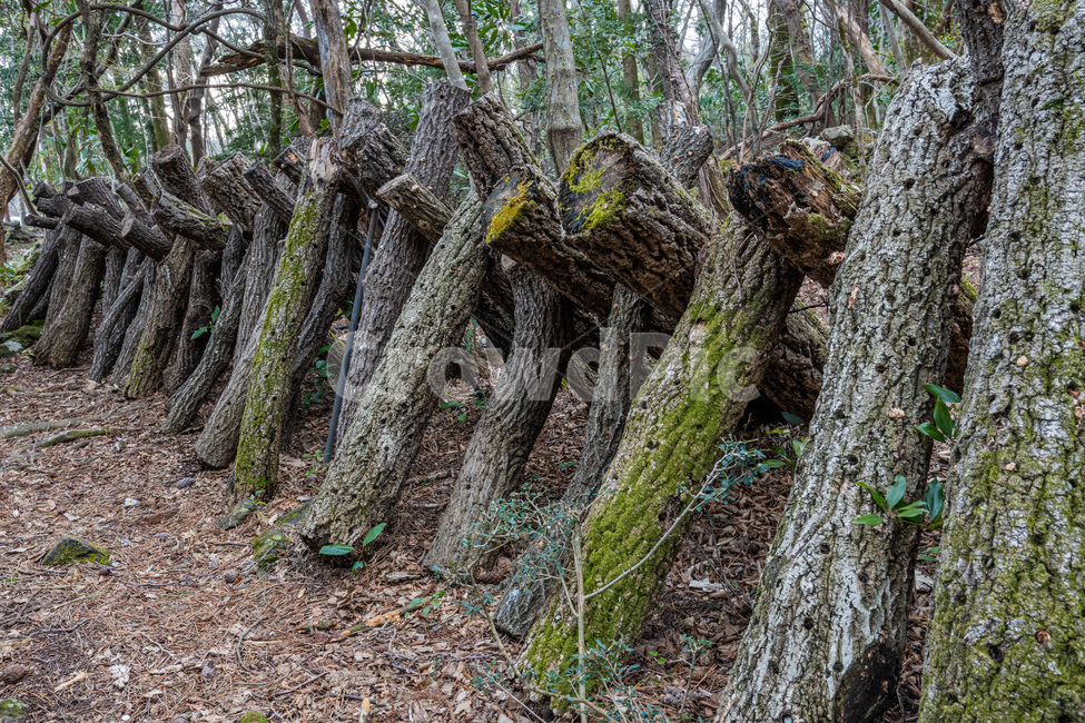 barrier,log,firewood,plant,root,tree,wooden barrier