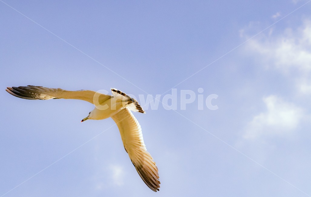 갈매기,하늘,새,날개,동물,조류,비행,동물,animal,조류,새,birds