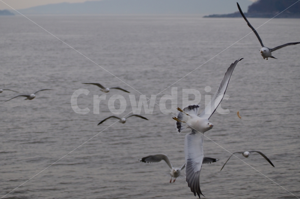 갈매기,새우깡,동물,새,순간포착,갈매기비상,동물,animal,조류,새,birds