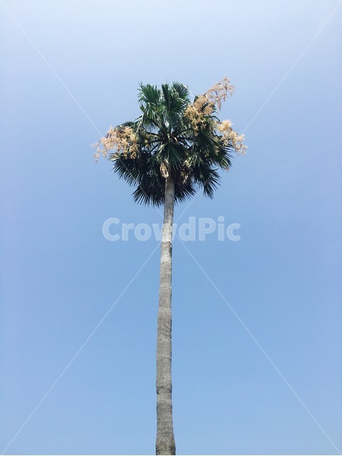 나무,아쟈수,식물,배경,야자나무,식물,자연,plants,nature,나무,trees,wood