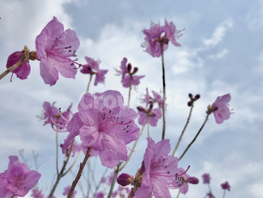 진달래꽃,진달래,분홍꽃,봄꽃,하늘,식물,자연,plants,nature,꽃,flower