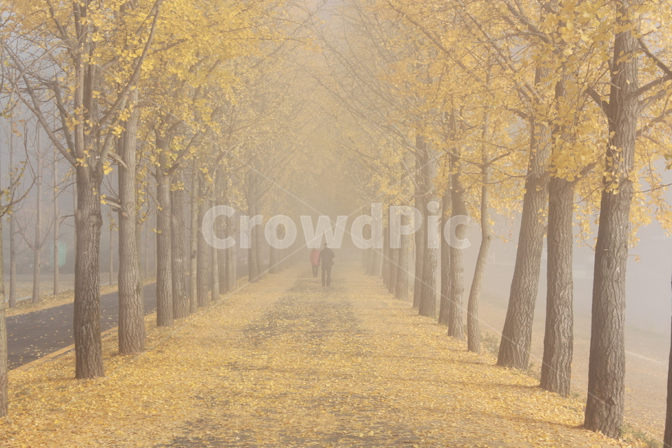 nature,자연,human,인간,person,사람,weather,날씨,은행나무,길,안개,가을,계절,fall,autumn,season,outdoors,옥외