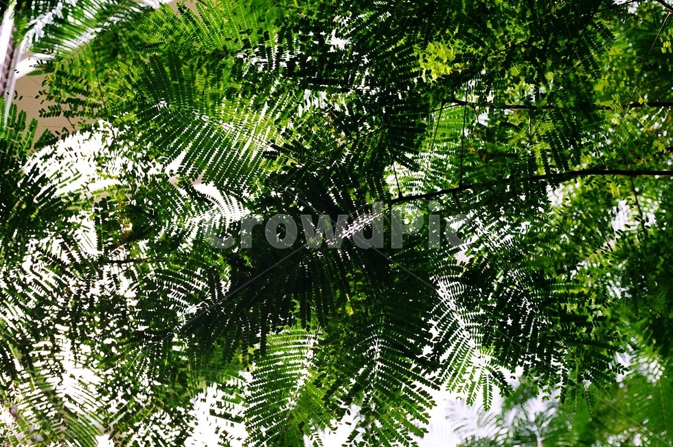 plant,식물,fern,vegetation,자연,나무,tree,햇빛,초록색,초록,감성,감성사진,느낌,필름,필름사진,film,식물,자연,plants,nature