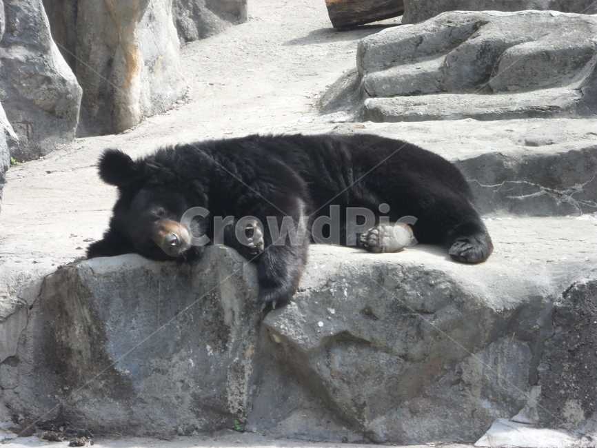 피곤,곰,흑곰,눕다,누움,피곤함,동물,bear,animal,포유류,동물,animal,포유류,mammal