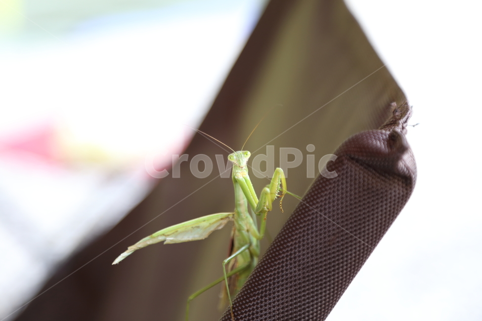 곤충,사마귀,참사마귀,왕사마귀,좀사마귀,황라사마귀,동물,animal,곤충,벌레,insect,bug