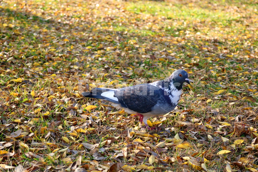 비둘기,새,조류,동물,낙엽,풀밭,풀,가을,가을,계절,fall,autumn,season,동물,animal,조류,새,birds,bird,ground,바닥