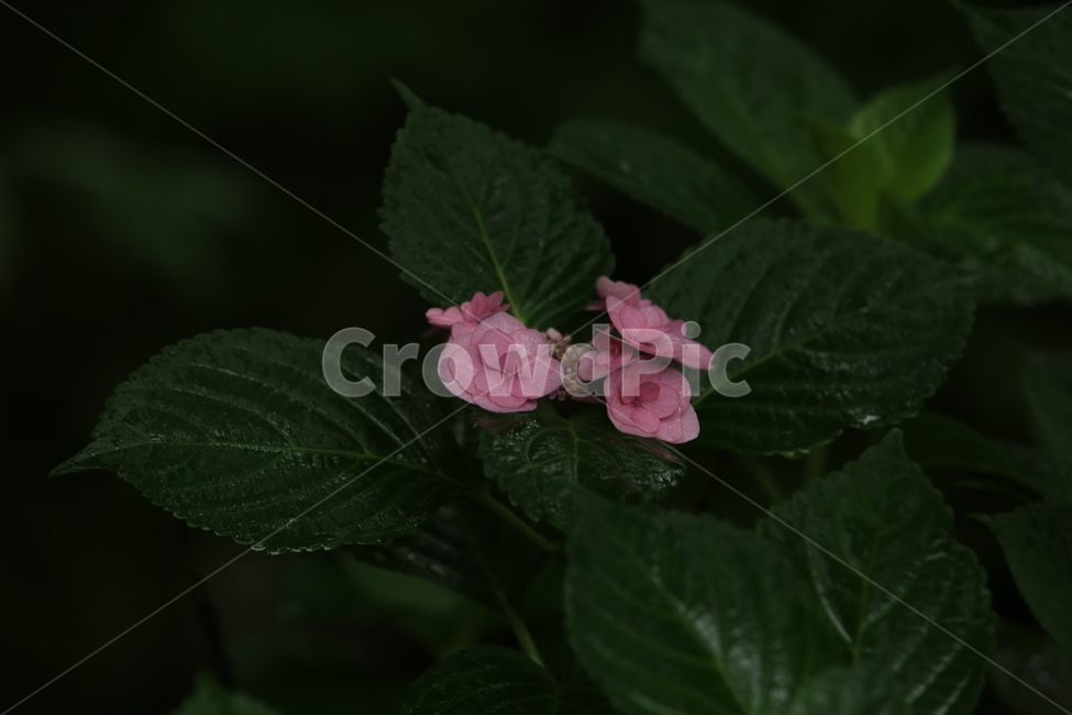 비,소경,풍경,비오는날,비오는소경,rain,식물,자연,plants,nature,꽃,flower