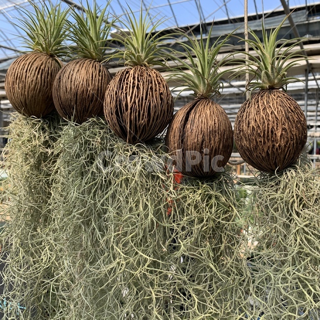 plant,식물,fungus,진균류,식물원,허브