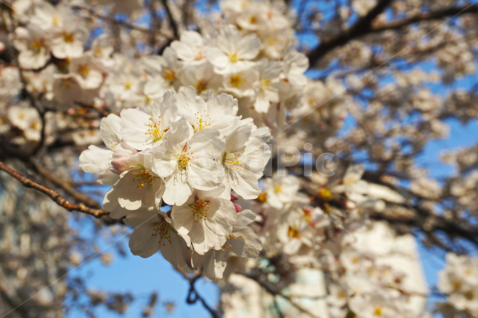 벚꽃,꽃,꽃나무,체리블라썸,봄,봄나무,나무,식물,봄느낌,꽃잎,flowers,flower,cherryblossoms,plant,tree,spring,분홍,분홍색,하양,흰색,pink,white,floral,꽃느낌,자연,nature,blossom,bloom,blooming,활짝핀꽃