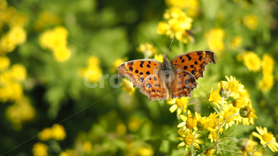 나비,야생화,들꽃,꽃,노란색,butterfly,wildflower,flower,yellow,곤충,벌레,insect,bug