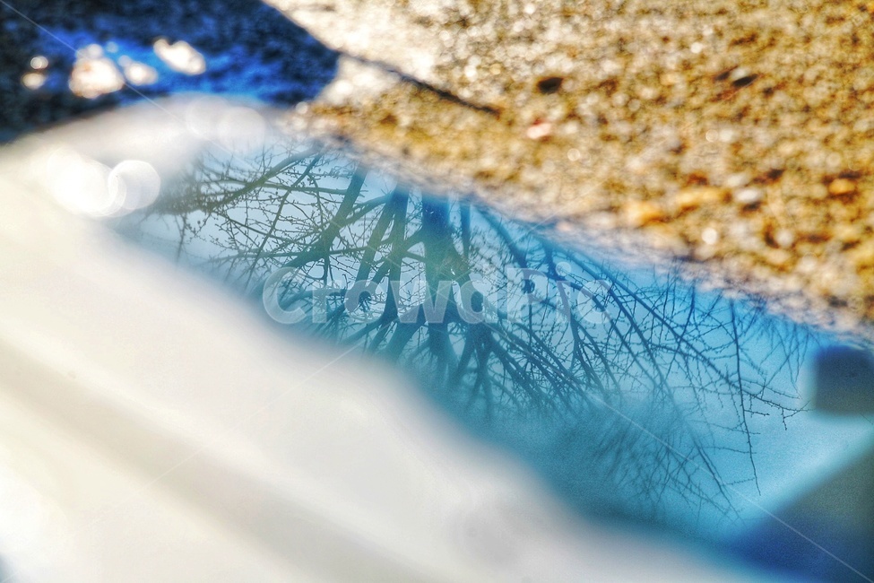 나무,반사,puddle,물,은행나무