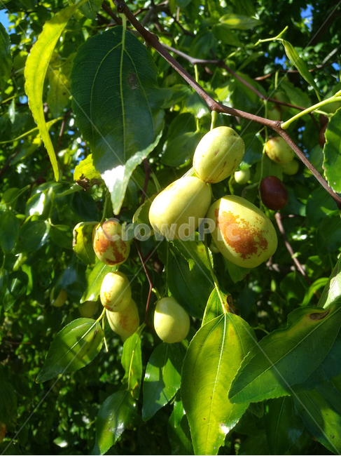 대추,대추나무,과일,가을대추,대추열매,과일,열매,fruit,농업,농사,agriculture,farming,farming industry