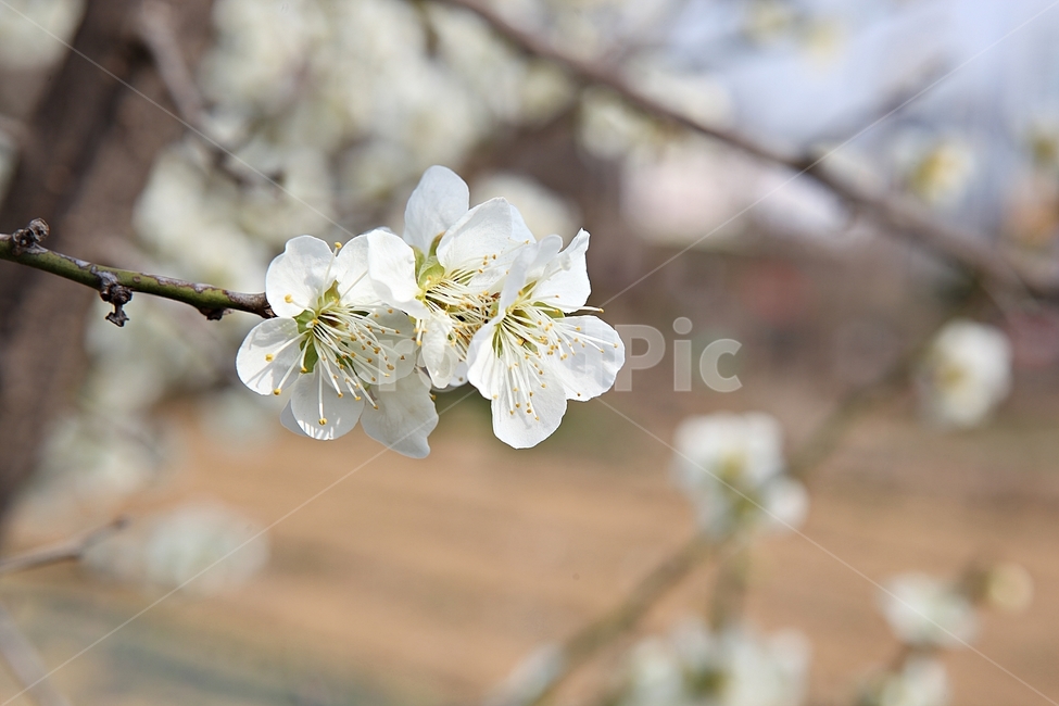 매화꽃,매화,꽃,꽃잎,봄꽃,봄,공원,식물,자연,식물,자연,plants,nature,꽃,flower