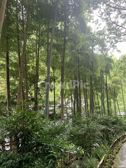 vegetation,초목,plant,식물,자연,숲,대나무,자연,풍경,nature,landscape