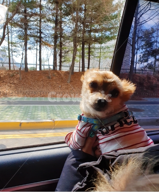 dog,puppy,개,강아지,드라이브,요크셔테리어