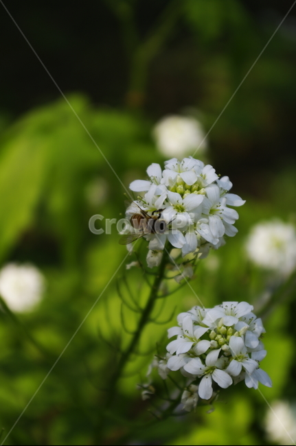 미나리냉이,벌,꽃,flower,계절,봄,spring,식물,plant,자연,nature,식물,자연,plants,nature,꽃,flower