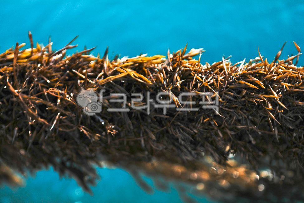 해초류,해조류,해조,꼬시래기,양식,바다,seaweed,seafood,organicfood,organic,톳
