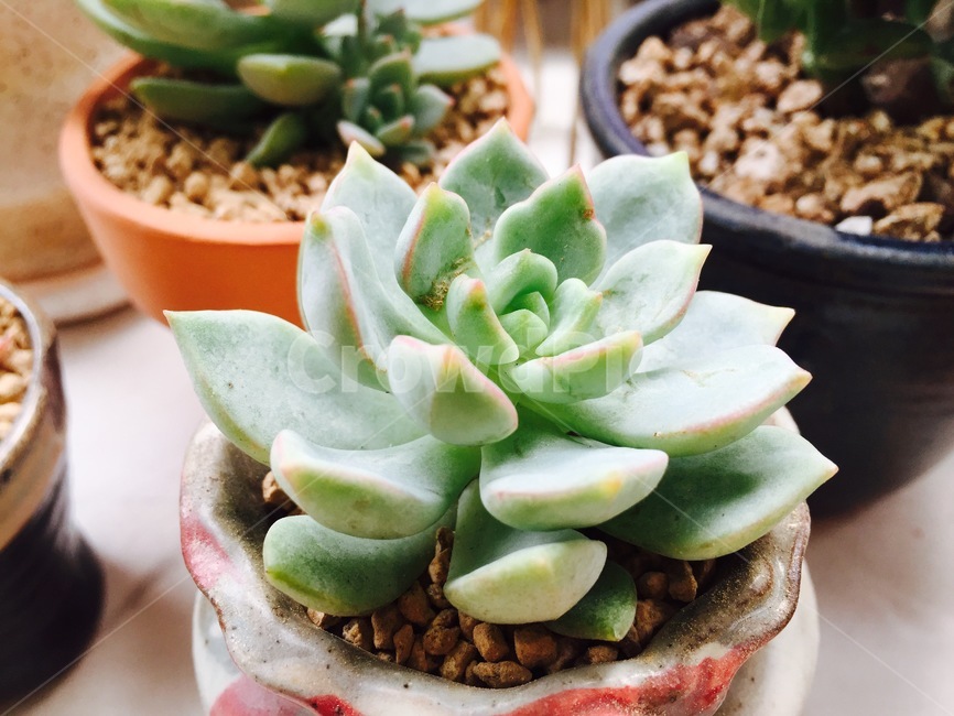 화분,다육이,다육식물,식물,succulents,plant,정원,미니어처,토분,아기자기