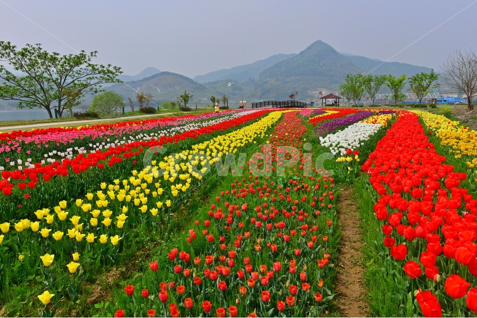 plant,식물,flower,blossom,꽃,tulip,튤립,경남,하동,튤립축제장,튤립툭제,하동튤립축제,둔치,강변둔치,섬진강변,식물,자연,plants,nature,꽃,flower