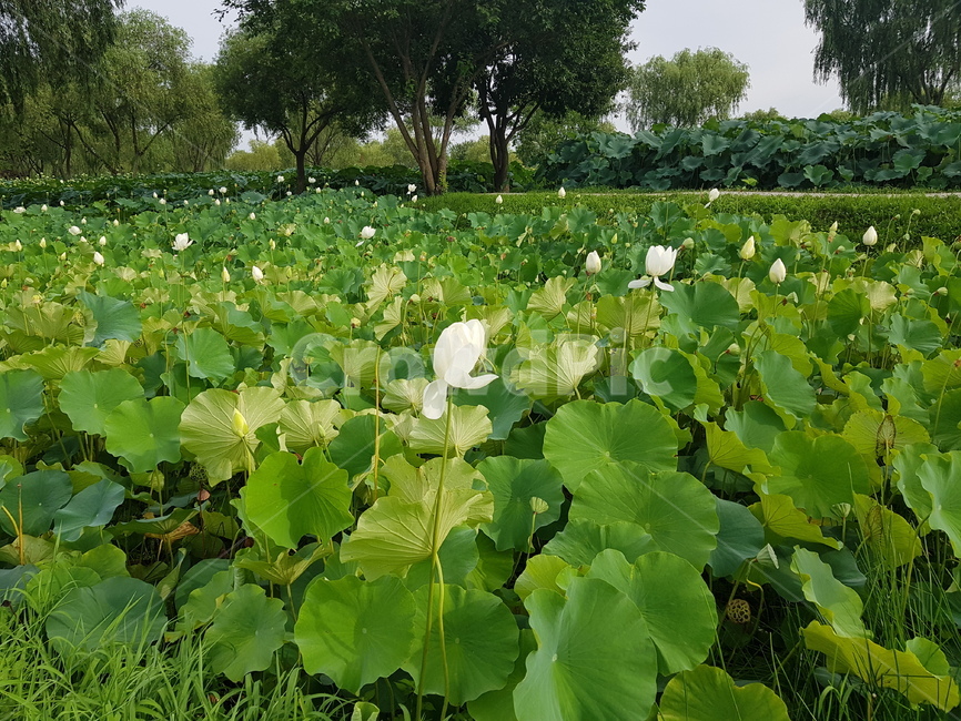 연꽃,꽃,연잎,궁남지,부여,식물,자연,녹색,초록,flower,nature,plants