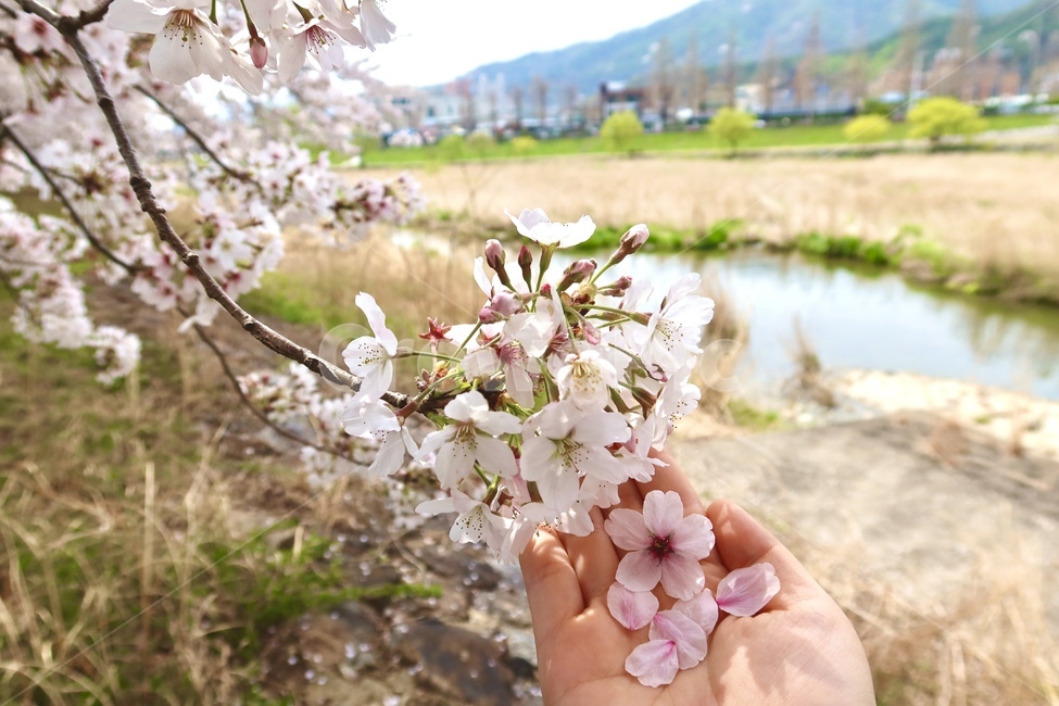 plant,식물,cherryblossom,벚꽃,blossom,꽃,flower,손,꽃잎