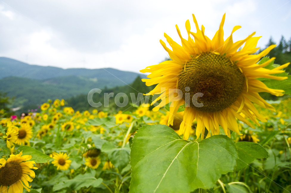 해바라기,꽃밭,태백,여름,꽃,flower,노란꽃,nature