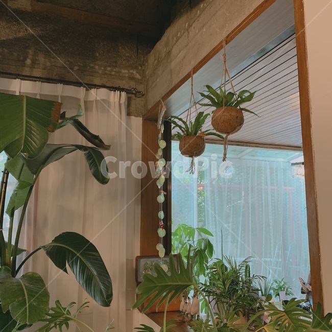 homedecor,가정장식,plant,식물,카페