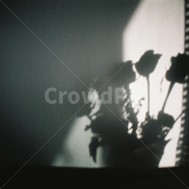 꽃,그림자,빛,감성사진,감성,필름사진,필음카메라,필카,배경,실루엣,그림자,silhouette,shadow,감성,sensible,feeling