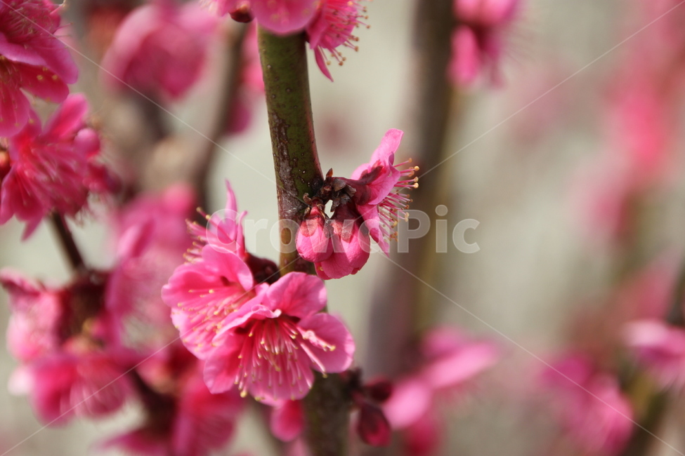 홍매화,자연,풍경,매화,꽃,식물,자연,plants,nature,꽃,flower