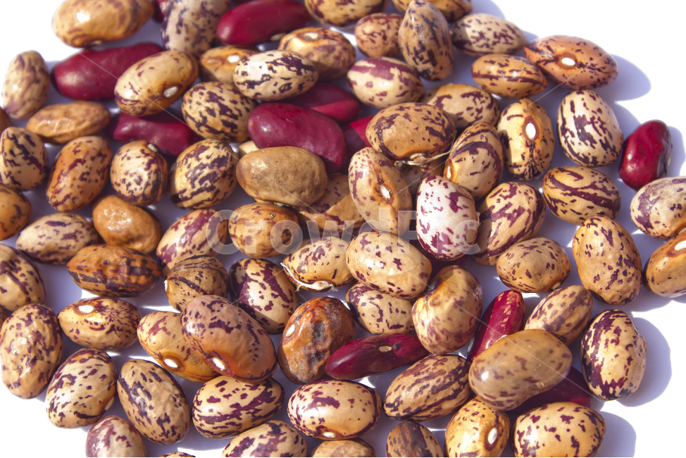 cranberrybean,콩,호랑이콩,호랑이강낭콩,얼룩,무늬,식재료,vegetable,갈색,브라운,빨강,레드,붉은색,곡류,곡식,음식,흰배경,탑,탑뷰,탑앵글,모아놓은,모으기,농작물,음식재료,콩류,모아둔,자연,식물,열매,많은,다수