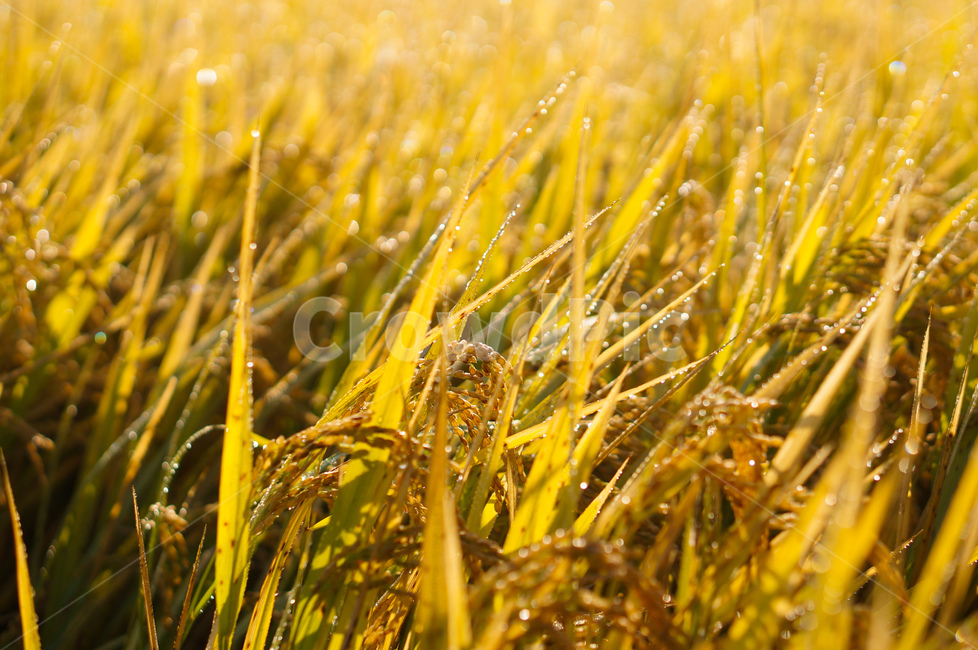 벼,가을,빛,곡식,자연,grass,잔디,plant,식물,field,들