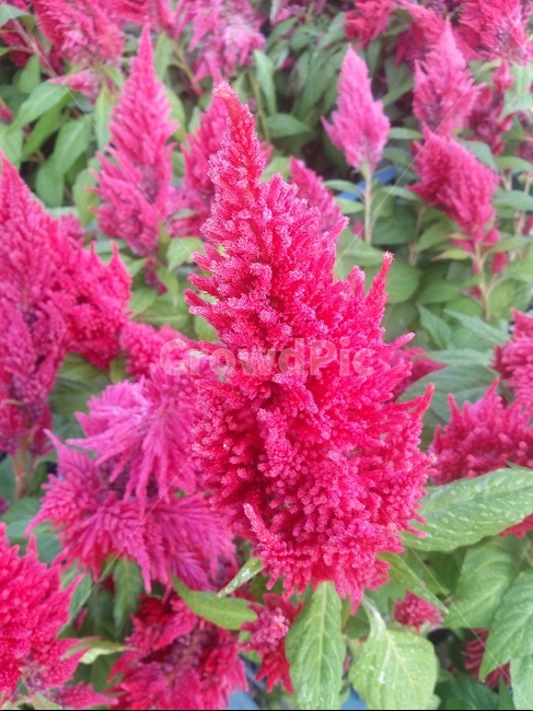 plant,식물,flower,꽃,자연,식물,자연,plants,nature,꽃,flower
