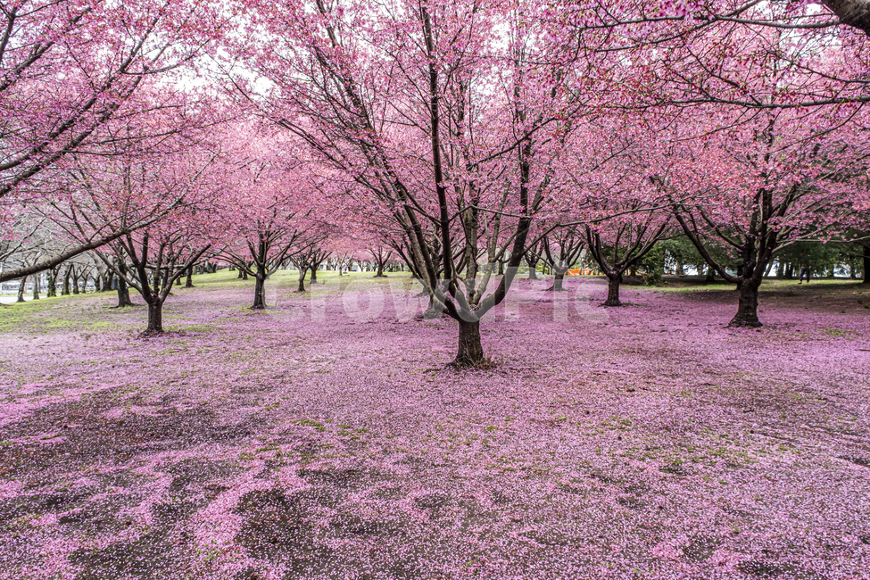 plant,식물,flower,꽃,벚꽃,봄,핑크,분홍,cherry,blossom,bloom,spring,식물,자연,plants,nature,꽃,flower