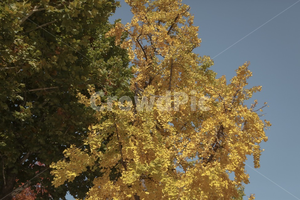 은행나무,은행잎,단풍,하늘,가을,자연,풍경,감성,감성사진,가을,계절,fall,autumn,season,tree,나무,plant,식물