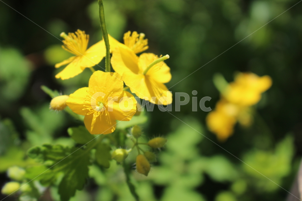 flower,blossom,꽃,식물,plant,공원,노랑색,초록색