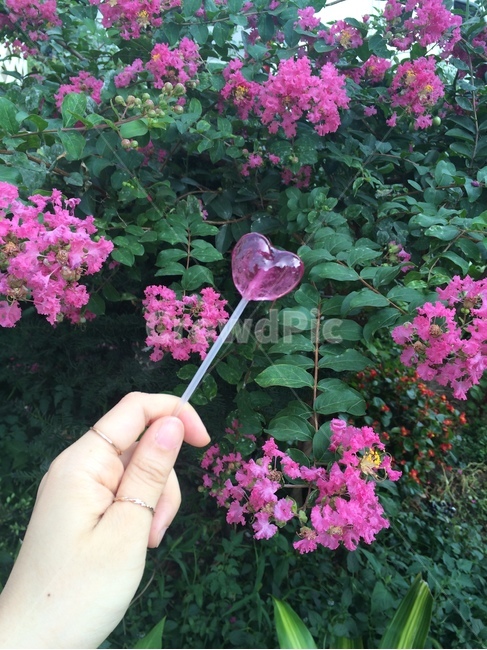 꽃,식물,자연,flower,nature