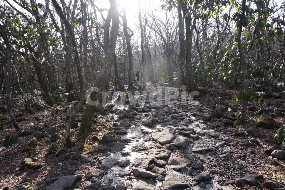 ground,바닥,산속,햇빛,숲,자연,풍경,nature,landscape