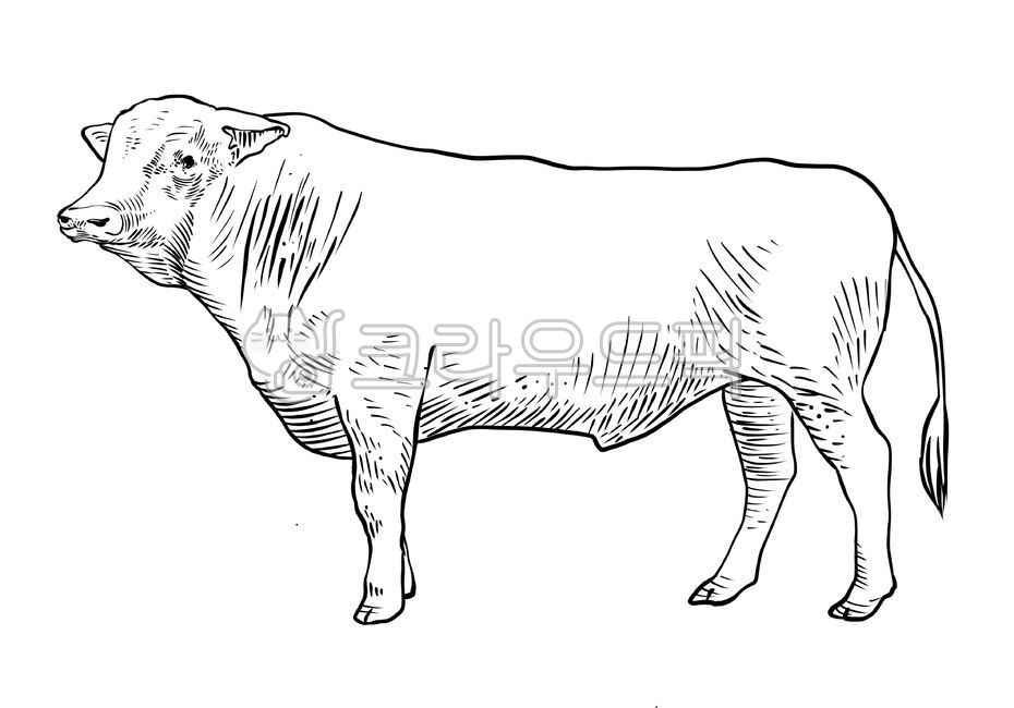 소,한우,소고기,소라인드로잉,라인드로잉,소그림,소일러스트,일러스트,그림,동물그림,동물,동물,animal