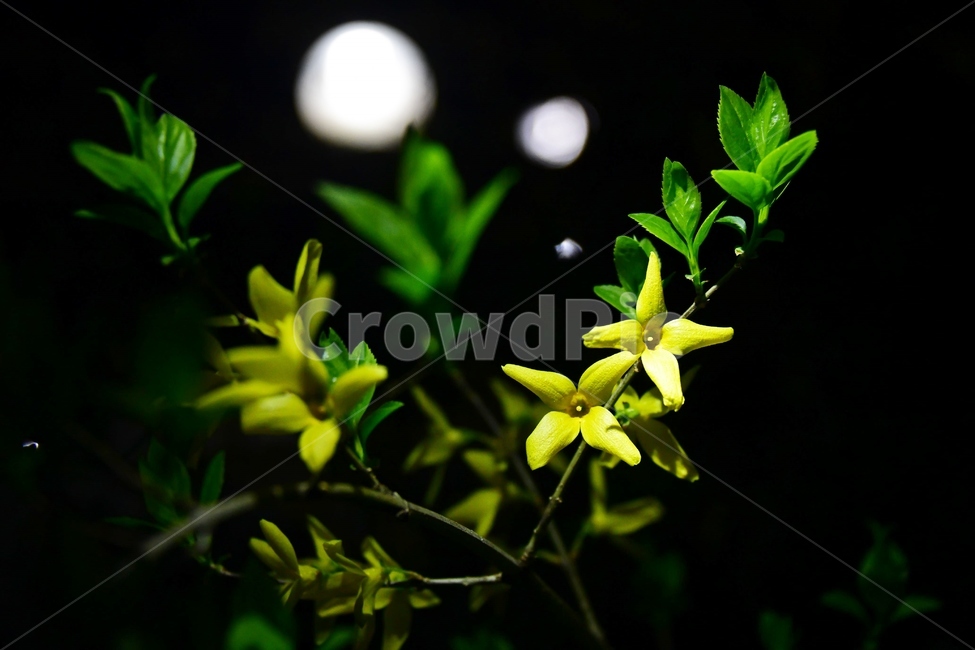 개나리,꽃,봄,식물,자연,plant,노랑