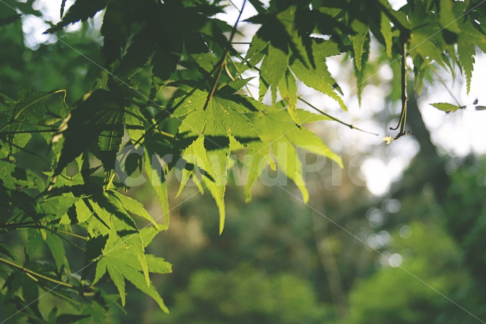 자연,식물,나뭇잎,초록,풍경,스냅,자연광,휴식,힐링,rest,relaxation,healing,식물,자연,plants,nature